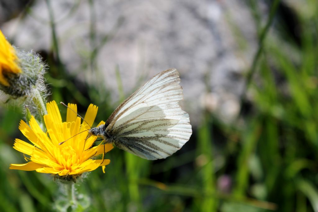 Pieris napi? No, Pieris bryoniae